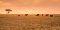 African Elephant Herd in the savannah of Serengeti at sunset. Acacia trees on the plains in Serengeti National Park, Tanzania. Royalty Free Stock Photo