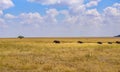 African Elephant Herd in the savannah of Serengeti at sunset. Acacia trees on the plains in Serengeti National Park, Tanzania. Royalty Free Stock Photo