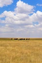 African Elephant Herd in the savannah of Serengeti at sunset. Acacia trees on the plains in Serengeti National Park, Tanzania. Royalty Free Stock Photo