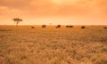 African Elephant Herd in the savannah of Serengeti at sunset. Acacia trees on the plains in Serengeti National Park, Tanzania. Royalty Free Stock Photo