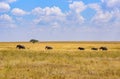 African Elephant Herd in the savannah of Serengeti at sunset. Acacia trees on the plains in Serengeti National Park, Tanzania. Royalty Free Stock Photo