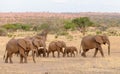 African Elephant herd in the Tarangire Royalty Free Stock Photo