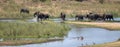 African Elephant herd wading across the Sabi River in Kruger National Park in South Africa RSA Royalty Free Stock Photo