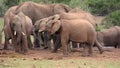 African Elephant herd at a water hole