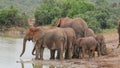 African elephant herd at a waterhole, Addo Elephant National Park, South Africa