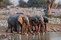 African elephant herd on a waterhole, etosha nationalpark, namibia Royalty Free Stock Photo