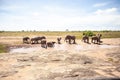 African elephant herd at a waterhole, Kenya, savanna. On a safari in Tsavo East National Park. Royalty Free Stock Photo