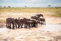 African elephant herd at a waterhole, Kenya, savanna. On a safari in Tsavo East National Park. Royalty Free Stock Photo