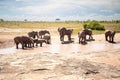 African elephant herd at a waterhole, Kenya, savanna. On a safari in Tsavo East National Park. Royalty Free Stock Photo