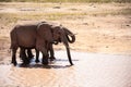 African elephant herd at a waterhole, Kenya, savanna. On a safari in Tsavo East National Park. Royalty Free Stock Photo