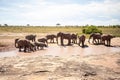 African elephant herd at a waterhole, Kenya, savanna. On a safari in Tsavo East National Park. Royalty Free Stock Photo