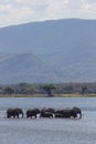 African Elephant herd (Loxodonta africana) crossing water Royalty Free Stock Photo