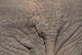 African Elephant Hide Royalty Free Stock Photo