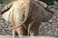 African elephant. Huge Tail view. Royalty Free Stock Photo