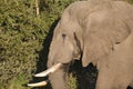 African elephant with a huge trunk and beautiful ivory tusks that lives and enjoys the wildlife of the African savannah