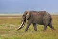 African elephant with huge tusk Royalty Free Stock Photo