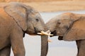 Interaction between two African elephants, Addo Elephant National Park, South Africa Royalty Free Stock Photo