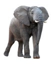 African Elephant - Isolated Royalty Free Stock Photo