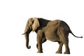 African Elephant isolated Royalty Free Stock Photo