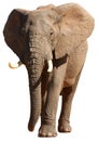 African Elephant isolated Royalty Free Stock Photo