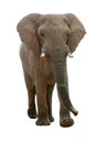 African Elephant - Isolated Royalty Free Stock Photo