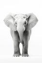 African Elephant Isolated, Big Africa Animal, Gray Elephant on White Background Royalty Free Stock Photo