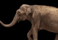 African Elephant isolated on black background Royalty Free Stock Photo