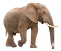 African Elephant Isolated Royalty Free Stock Photo