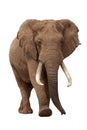 African Elephant Isolated on White Royalty Free Stock Photo