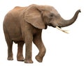 African Elephant Isolated on White Royalty Free Stock Photo