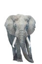 African elephant isolated white background Royalty Free Stock Photo