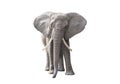 African elephant isolated on white background Royalty Free Stock Photo