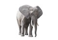 African elephant isolated on white background Royalty Free Stock Photo