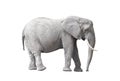 African elephant isolated on white background Royalty Free Stock Photo