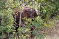 African elephant isolated in the wild