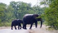 African elephant isolated in the wild