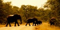 African elephant isolated in the wild