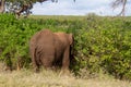 African elephant isolated in the wild