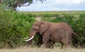 African elephant isolated in the wild