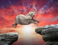 African Elephant jumping over a gap.