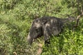 African Elephant in the jungle Royalty Free Stock Photo