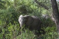 African Elephant in the jungle Royalty Free Stock Photo