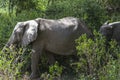 African Elephant in the jungle Royalty Free Stock Photo