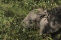 African Elephant in the jungle Royalty Free Stock Photo