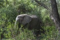 African Elephant in the jungle Royalty Free Stock Photo