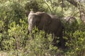 African Elephant in the jungle Royalty Free Stock Photo