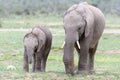 African Elephant juveniles walking together