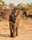 African Elephant juvinile charge