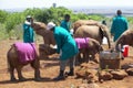 African Elephant keeper with Adopted Baby African Elephant at the David Sheldrick Wildlife Trust in Nairobi, Kenya