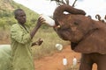 African Elephant keeper feeding milk to Adopted Baby African Elephants at the David Sheldrick Wildlife Trust in Tsavo national Par Royalty Free Stock Photo